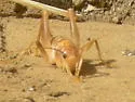 Arizona Camel Cricket