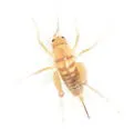 Arizona Camel Cricket - photo 2