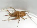 Arizona Camel Cricket - photo 3