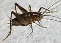 Boreal Camel Cricket