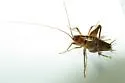 Boreal Camel Cricket - photo 2