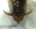 Boreal Camel Cricket - photo 3