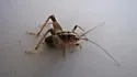 Boreal Camel Cricket - photo 4