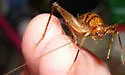 Boreal Camel Cricket - photo 5