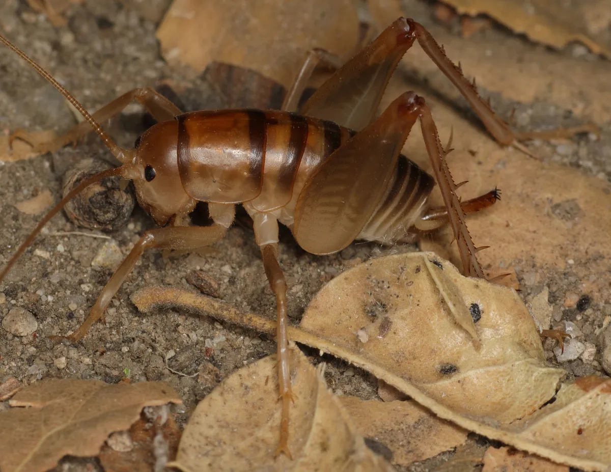 California Camel Cricket - photo 3