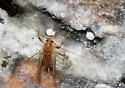 Chiricahua Cave Cricket