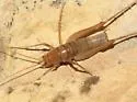 Chiricahua Cave Cricket - photo 2
