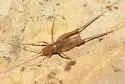 Chiricahua Cave Cricket - photo 3