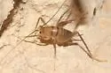Chiricahua Cave Cricket - photo 4