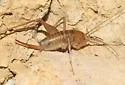 Chiricahua Cave Cricket - photo 5