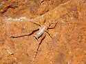 Ceuthophilus conicaudus - photo 2