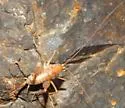 Ceuthophilus conicaudus - photo 4