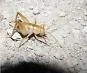Ceuthophilus fossor