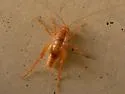 Fusiform Camel Cricket