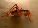 Fusiform Camel Cricket - photo 2