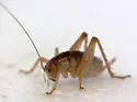 Fusiform Camel Cricket - photo 3