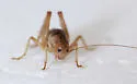 Fusiform Camel Cricket - photo 4