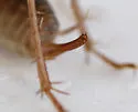 Fusiform Camel Cricket - photo 5