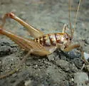 Ceuthophilus gracilipes