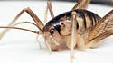 Ceuthophilus gracilipes - photo 3