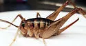 Ceuthophilus gracilipes - photo 4