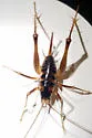 Ceuthophilus gracilipes - photo 5