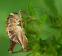 Ceuthophilus guttulosus