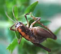 Ceuthophilus guttulosus - photo 2