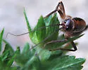 Ceuthophilus guttulosus - photo 3
