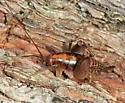 Ceuthophilus guttulosus - photo 4