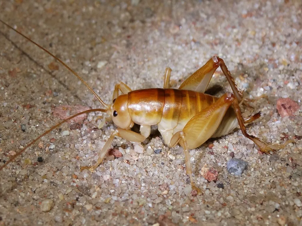 San Diego Camel Cricket