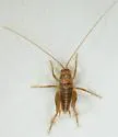 Ceuthophilus inyo