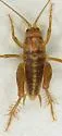 Ceuthophilus inyo - photo 2