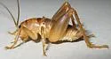 Ceuthophilus inyo - photo 3