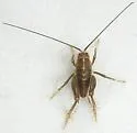 Ceuthophilus inyo - photo 4