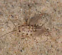 Ceuthophilus lamellipes