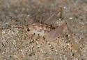 Ceuthophilus lamellipes - photo 2