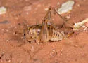 Ceuthophilus lamellipes - photo 3