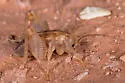 Ceuthophilus lamellipes - photo 4