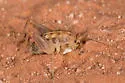 Ceuthophilus lamellipes - photo 5