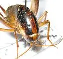Black-sided Camel Cricket