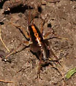 Black-sided Camel Cricket - photo 2