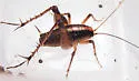 Black-sided Camel Cricket - photo 3