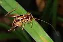 Black-sided Camel Cricket - photo 4