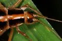 Black-sided Camel Cricket - photo 5