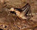 Ceuthophilus meridionalis