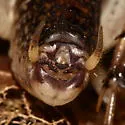 Ceuthophilus meridionalis - photo 2
