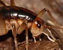 Ceuthophilus meridionalis - photo 3