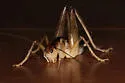 Ceuthophilus meridionalis - photo 4