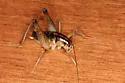 Ceuthophilus meridionalis - photo 5